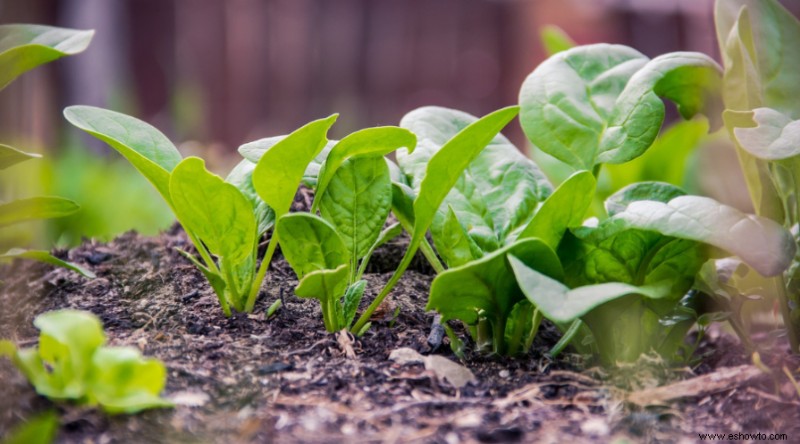 Cómo cultivar espinacas