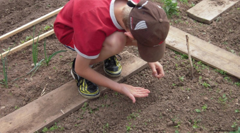 Cómo cultivar espinacas