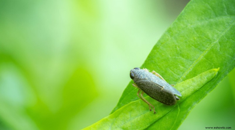 Cómo cultivar espinacas