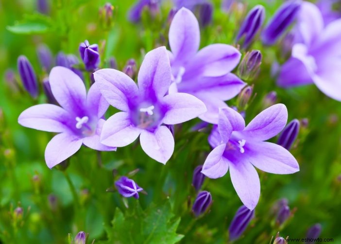 Las 10 plantas perennes más hermosas que florecen todo el verano