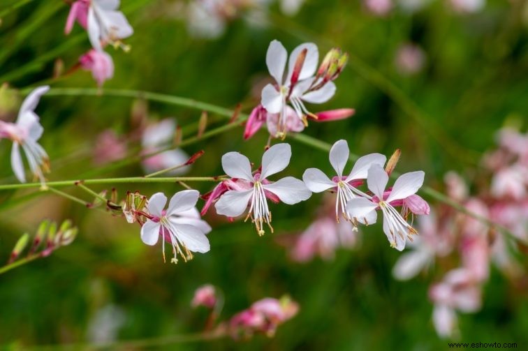 Las 10 plantas perennes más hermosas que florecen todo el verano