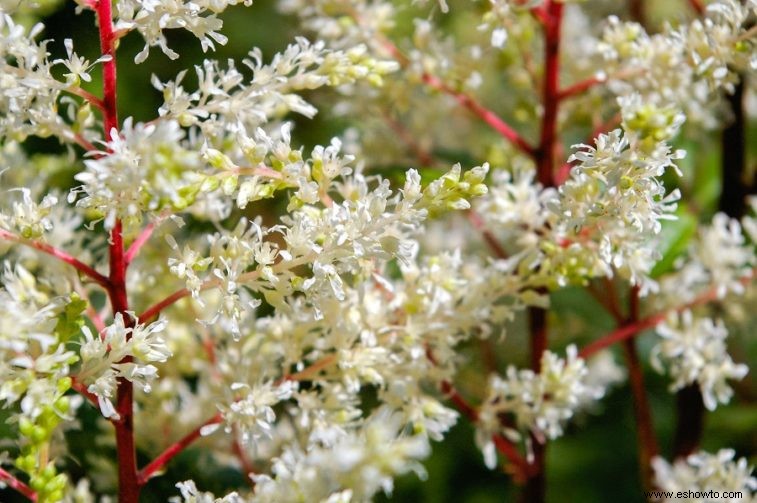 Las 10 plantas perennes más hermosas que florecen todo el verano