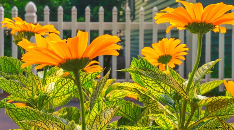 Las 10 plantas perennes más hermosas que florecen todo el verano