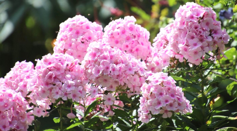 Las 10 plantas perennes más hermosas que florecen todo el verano