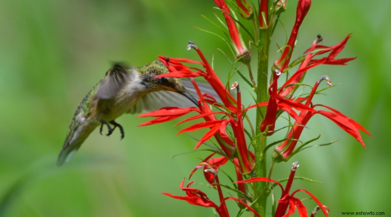 Las 10 plantas perennes más hermosas que florecen todo el verano