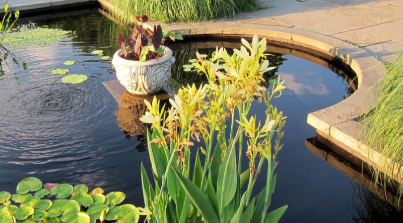 Las 10 plantas perennes más hermosas que florecen todo el verano