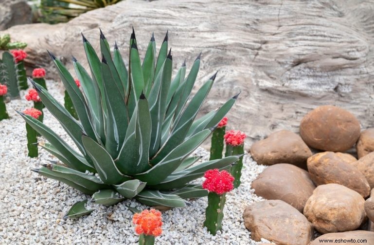 15 ideas para el jardín de rocas