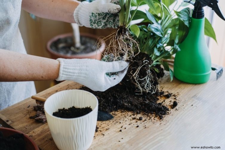 Cómo trasplantar plantas de jardín de forma segura