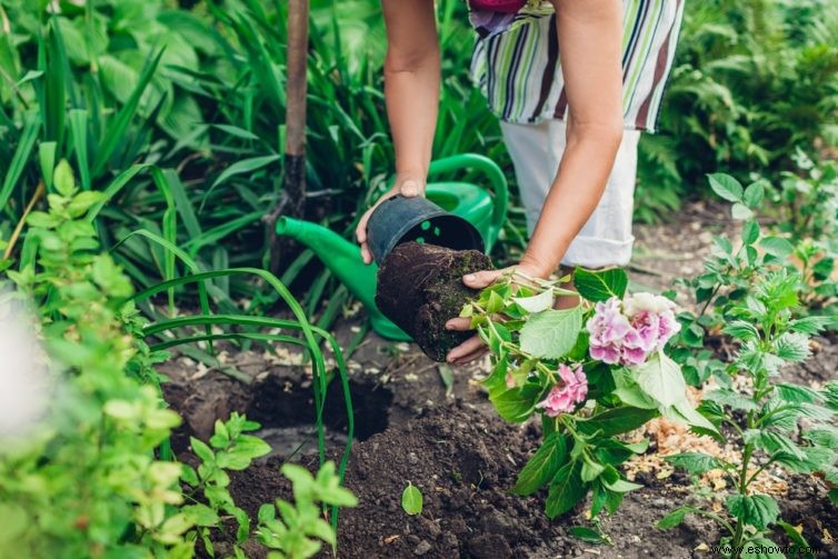 Cómo trasplantar plantas de jardín de forma segura