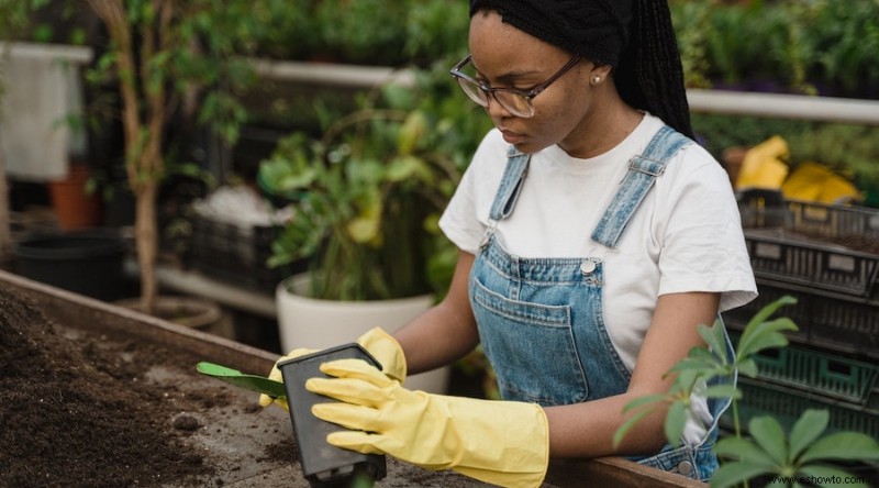 Cómo trasplantar plantas de jardín de forma segura