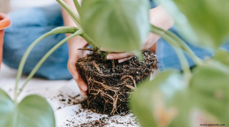 Cómo trasplantar plantas de jardín de forma segura