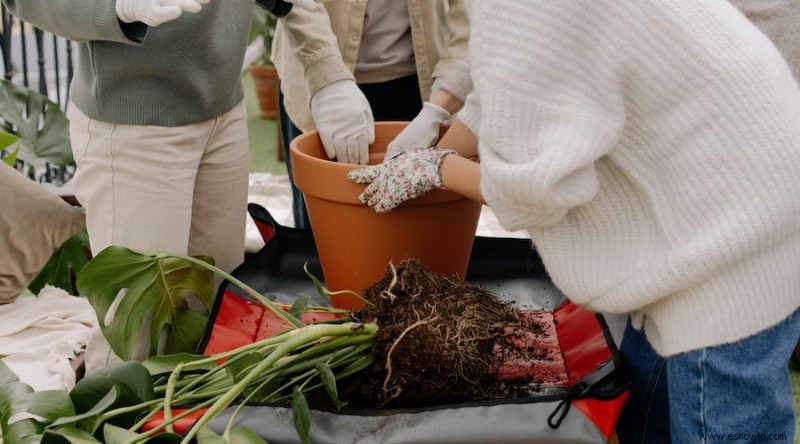 Cómo trasplantar plantas de jardín de forma segura