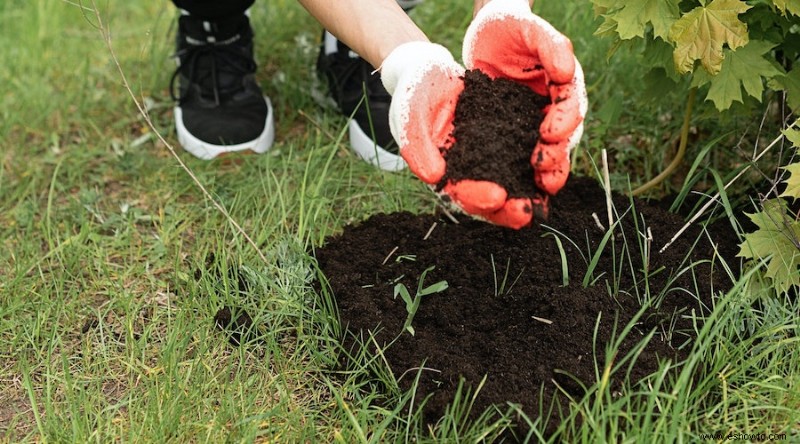 Cómo trasplantar plantas de jardín de forma segura