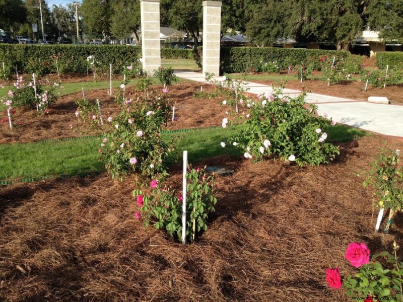 Cómo trasplantar plantas de jardín de forma segura