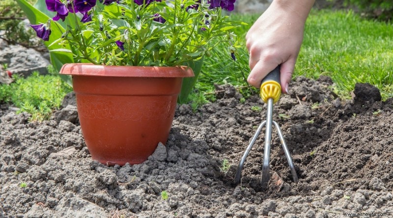 Cómo trasplantar plantas de jardín de forma segura