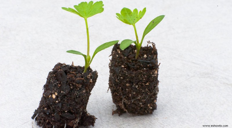 Cómo trasplantar plantas de jardín de forma segura