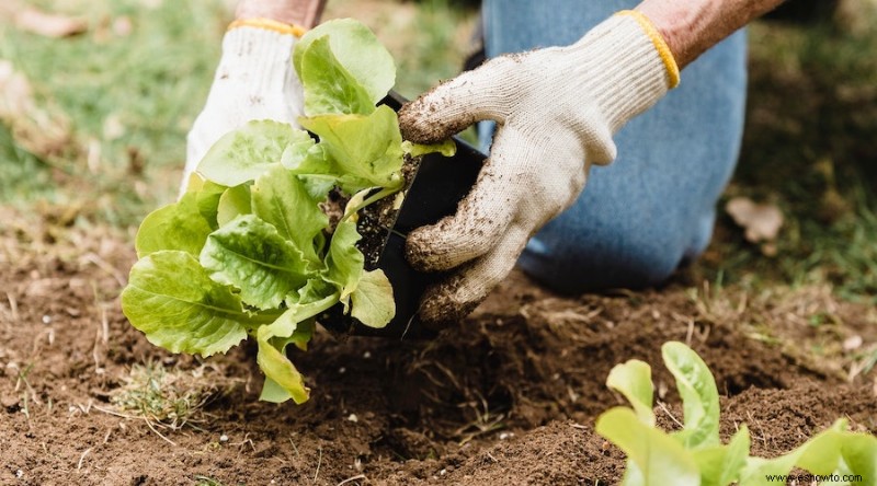 Cómo trasplantar plantas de jardín de forma segura