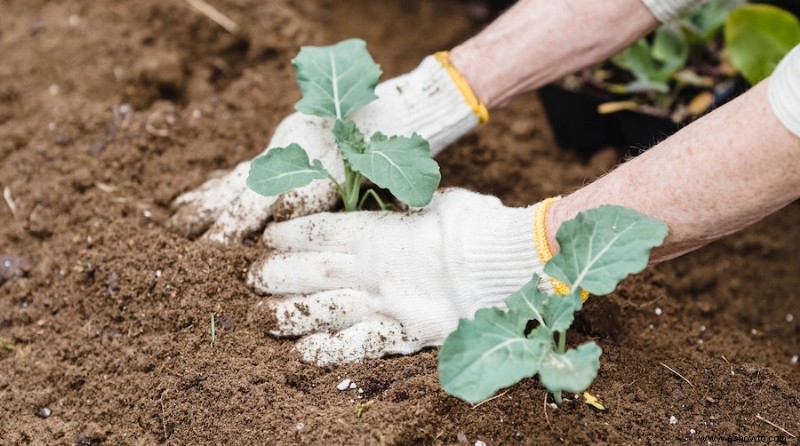 Cómo trasplantar plantas de jardín de forma segura