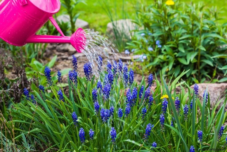 5 razones para usar miel en su jardín hoy