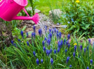 5 razones para usar miel en tu jardín: beneficios naturales comprobados