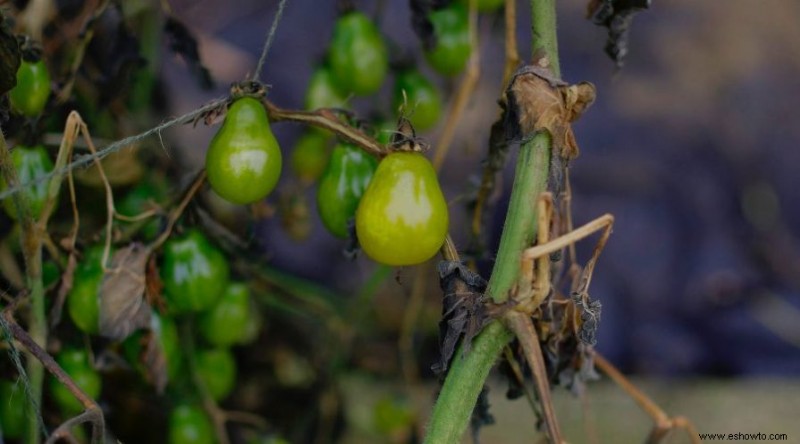 5 razones para usar miel en su jardín hoy