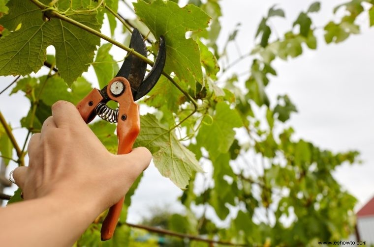 5 razones para usar miel en su jardín hoy