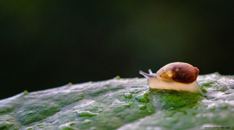 5 razones para usar miel en su jardín hoy