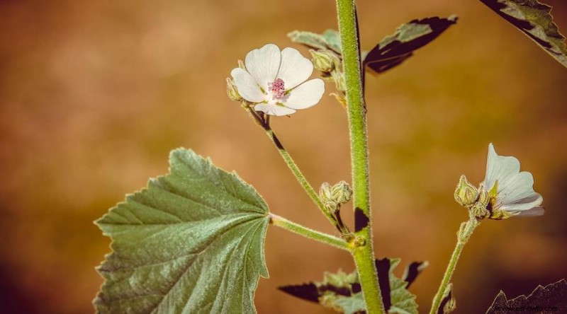 Cultiva estas 17 hierbas perennes en tu jardín