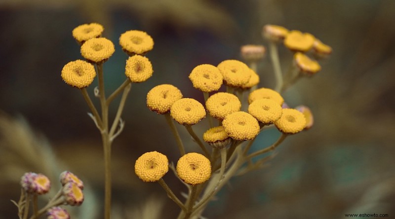 Cultiva estas 17 hierbas perennes en tu jardín