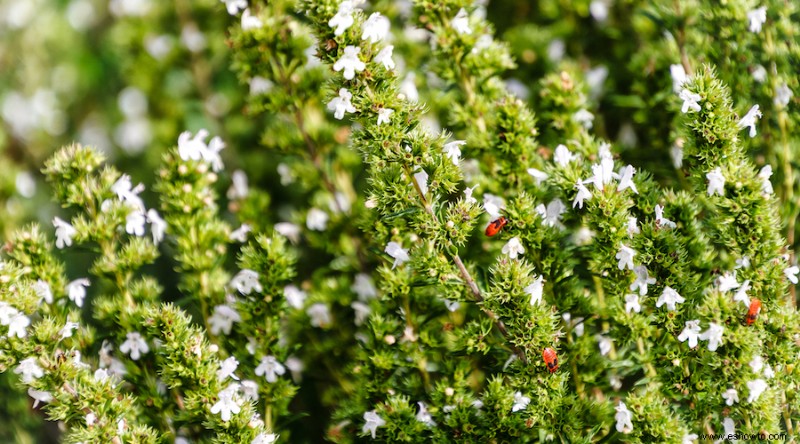 Cultiva estas 17 hierbas perennes en tu jardín