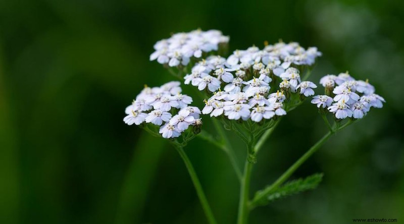 Cultiva estas 17 hierbas perennes en tu jardín