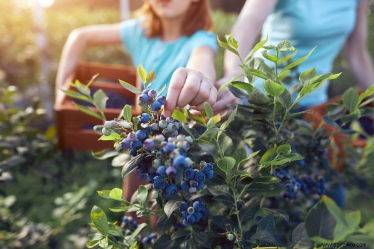 Recolección de arándanos:cuándo y cómo cosechar su fruta