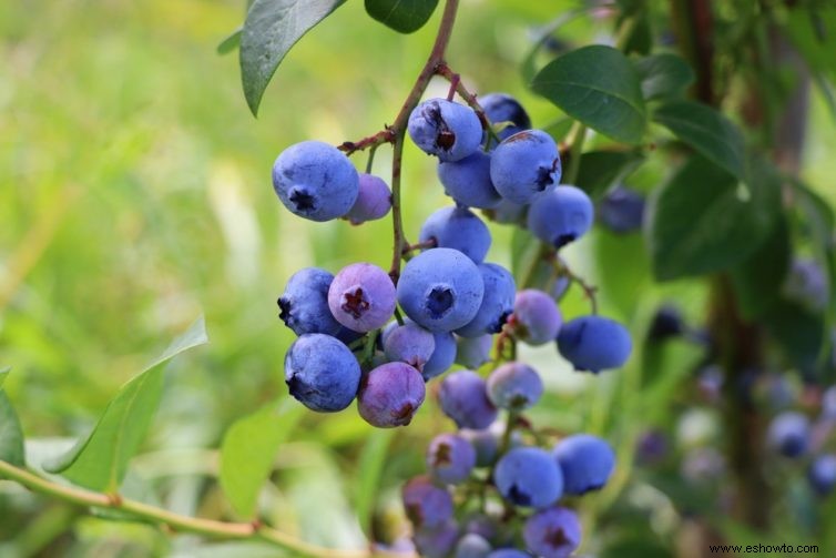 Recolección de arándanos:cuándo y cómo cosechar su fruta