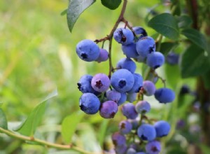 Recolección de arándanos:cuándo y cómo cosechar su fruta