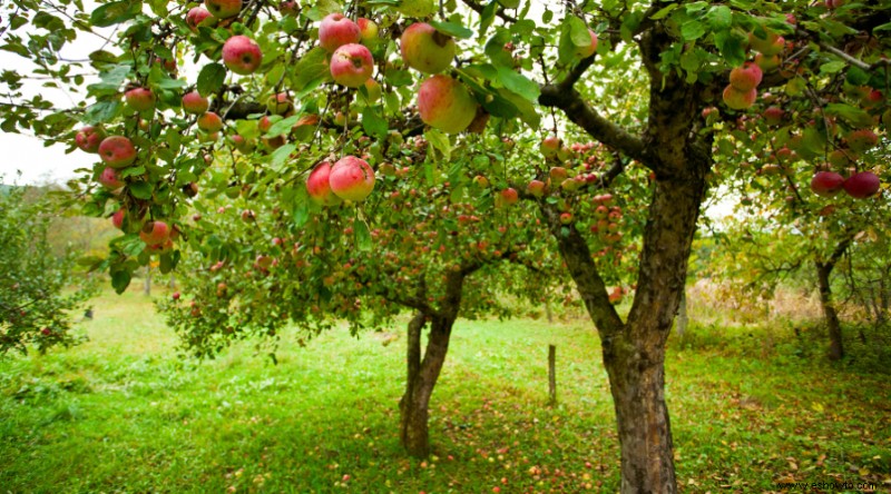Todo lo que necesita saber sobre la plantación de manzanos