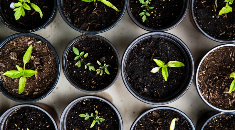 Todo lo que necesita saber sobre la plantación de manzanos