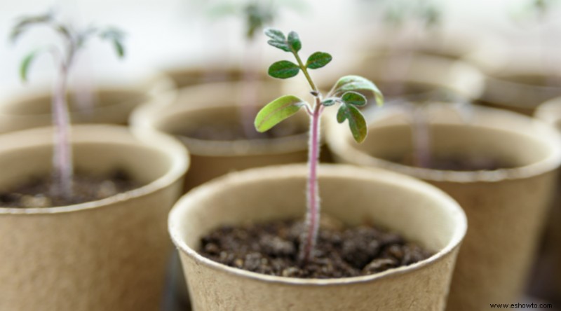 Todo lo que necesita saber sobre la plantación de manzanos