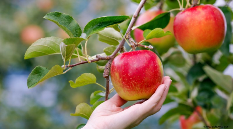 Todo lo que necesita saber sobre la plantación de manzanos