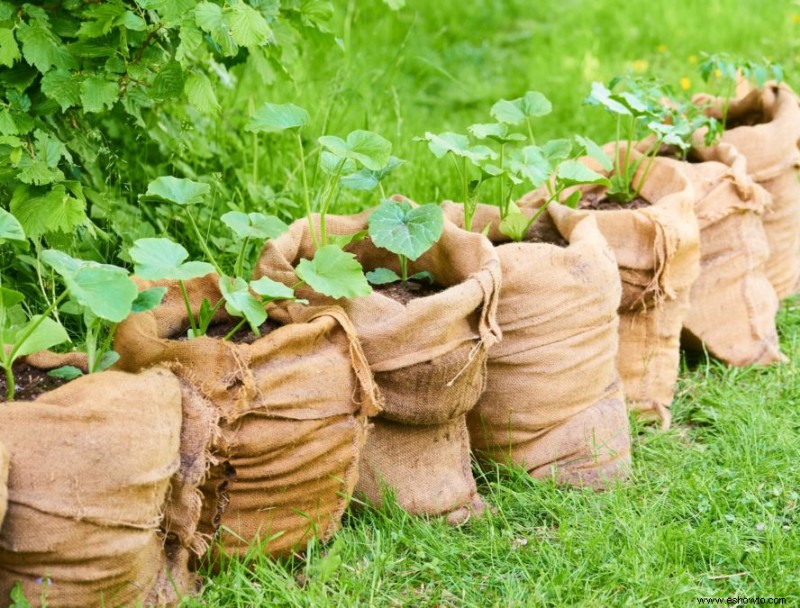 Cinco razones para probar la jardinería con bolsas de cultivo