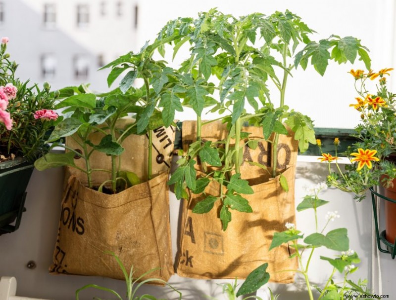 Cinco razones para probar la jardinería con bolsas de cultivo