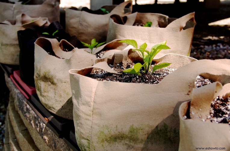 Cinco razones para probar la jardinería con bolsas de cultivo