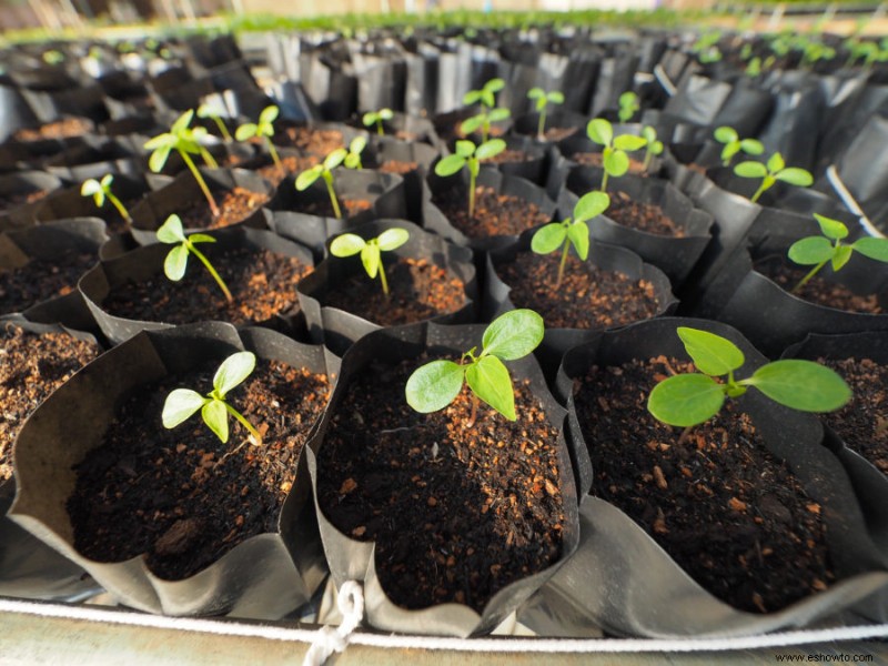 Cinco razones para probar la jardinería con bolsas de cultivo