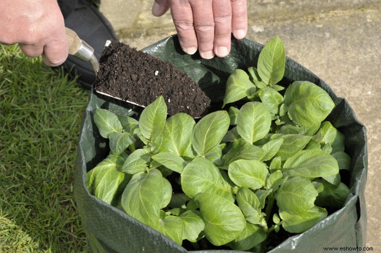 Cinco razones para probar la jardinería con bolsas de cultivo
