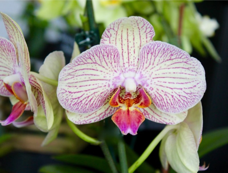 ¿Con qué frecuencia se deben regar las orquídeas?
