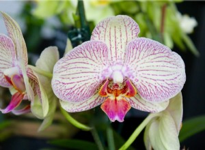 Guía Experta: ¿Con Qué Frecuencia Regar las Orquídeas? Consejos Prácticos