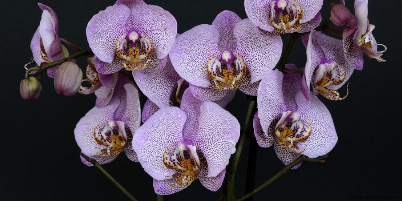 ¿Con qué frecuencia se deben regar las orquídeas?