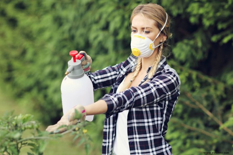 Aerosol casero de pimienta picante para árboles frutales