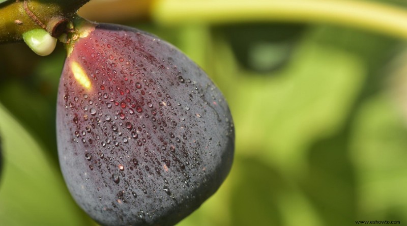 9 árboles frutales para cultivar en el jardín de su hogar