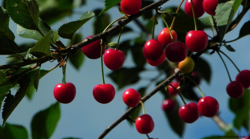 9 árboles frutales para cultivar en el jardín de su hogar