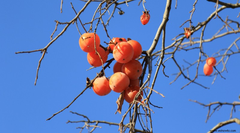 9 árboles frutales para cultivar en el jardín de su hogar